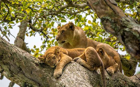 uganda wildlife safaris 1