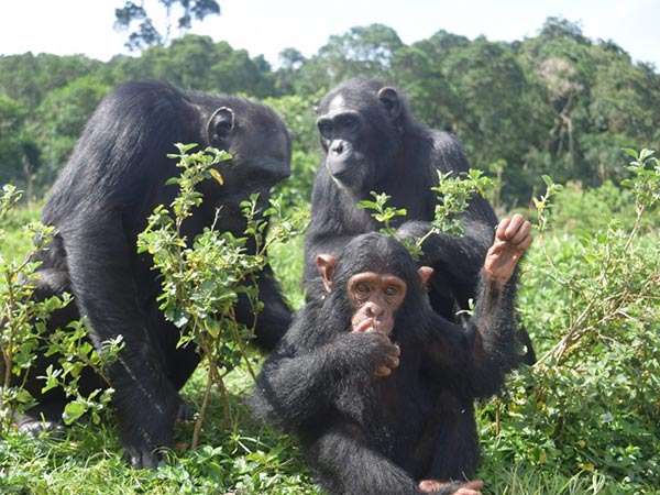 eazy-with-other-chimps