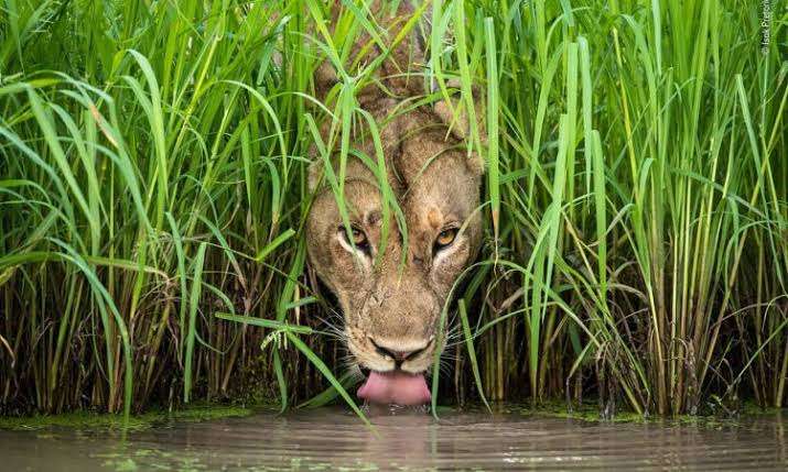 queen-elizabeth-park-wildlife