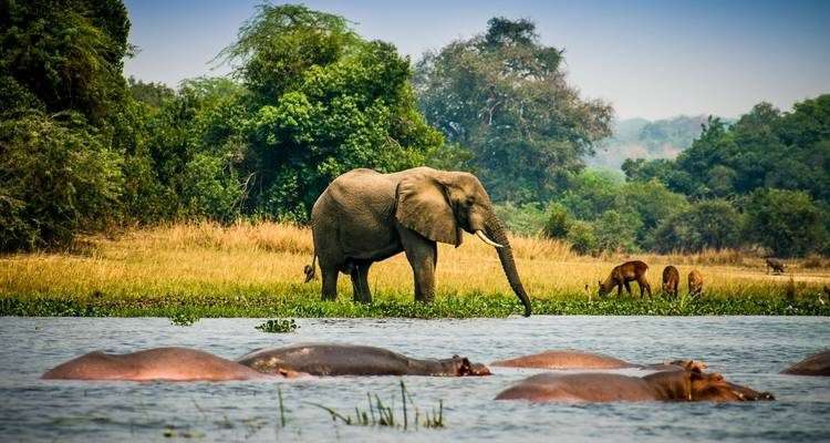 uganda-wildlife