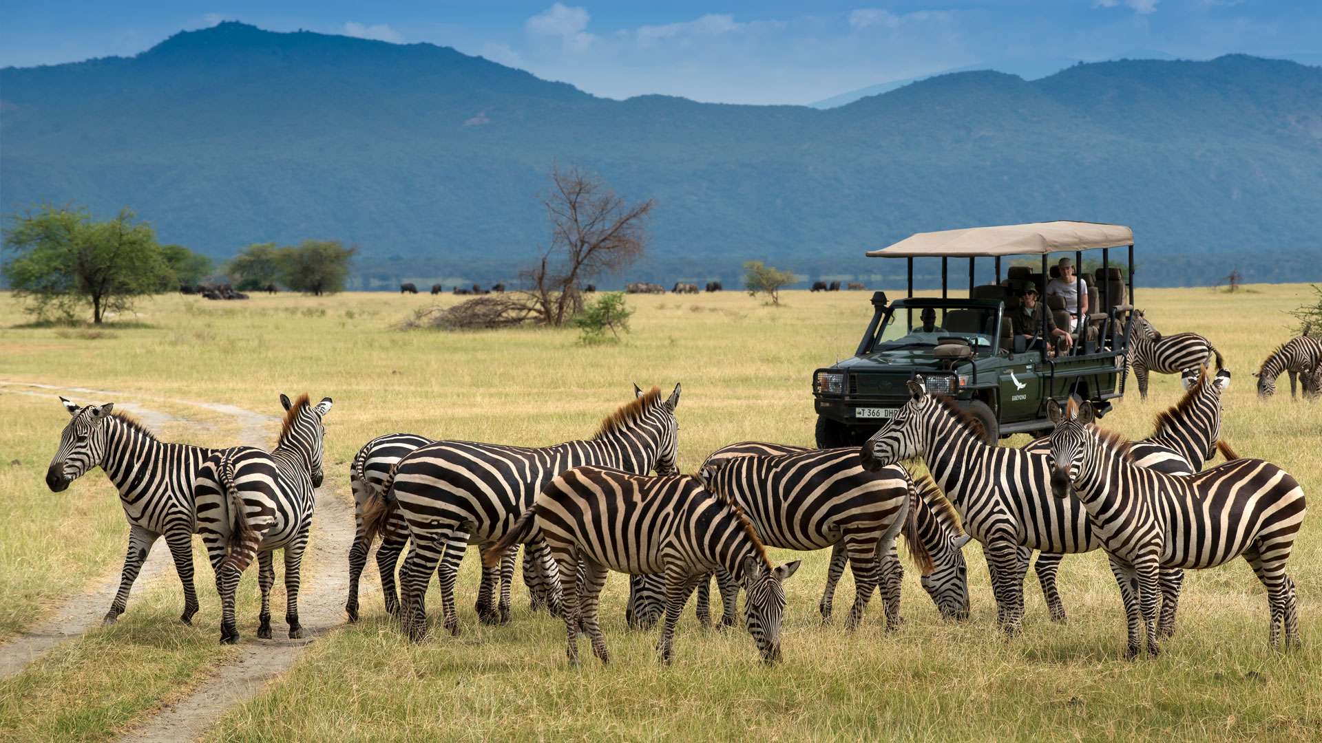 zebra-and-vehicle-on-a-honeymoon-safari