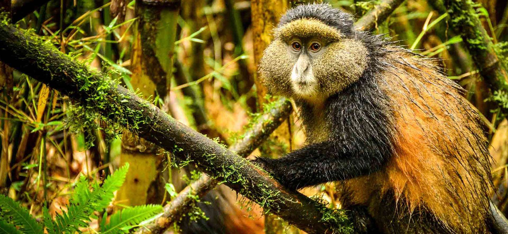 golden-monkey-trekking-in-rwanda