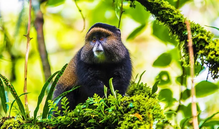 frequently-asked-questions-about-golden-monkey-trekking-in-mgahinga