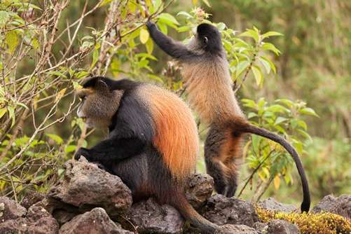 4 days golden monkeys and gorilla trekking safari