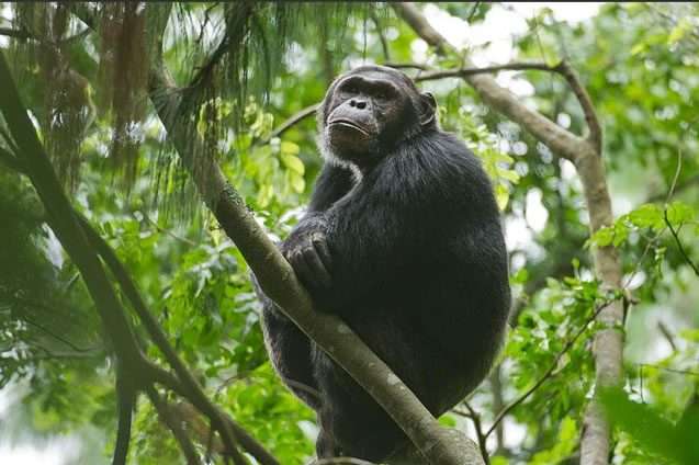 chimp nyunguwe