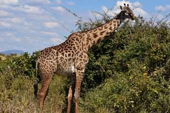 nubian giraffe