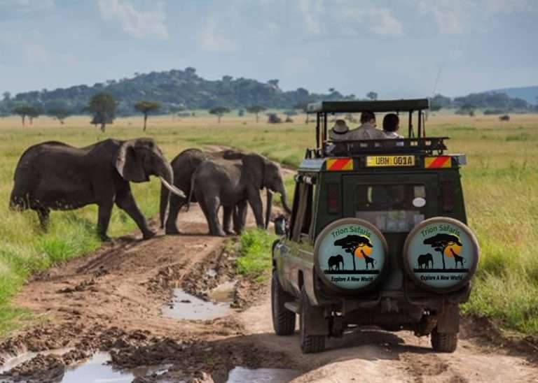 safari in queen elizabeth