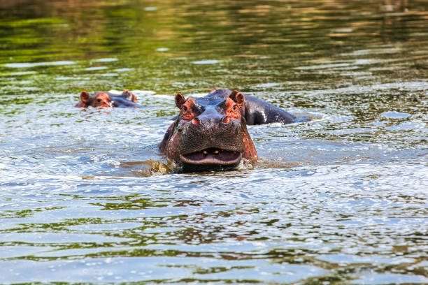 hippopotamus