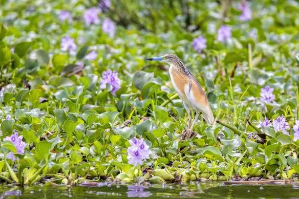 squacco heron, ardeola ralloides