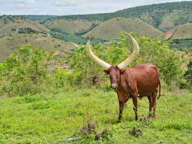 lake mburo national