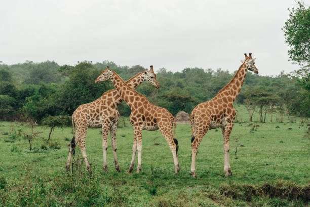 lake mburo national park