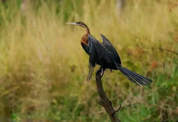 african darter