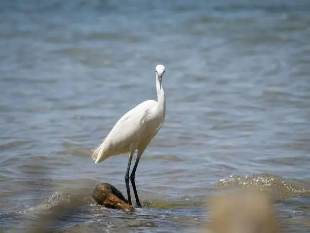 a little egret