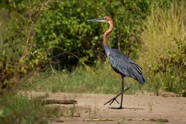 goliath heron - ardea goliath also giant heron