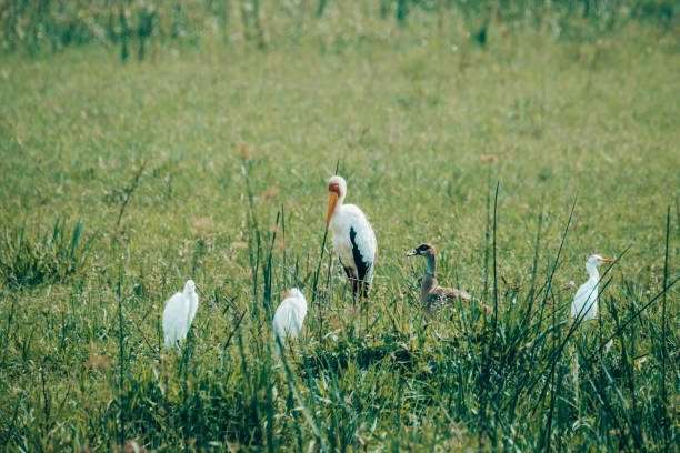 a yellow-billed stork amid egrets foraging in uganda's grassy wetlands.