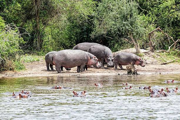 hippo in water at lake mburo national park at uganda - on the land