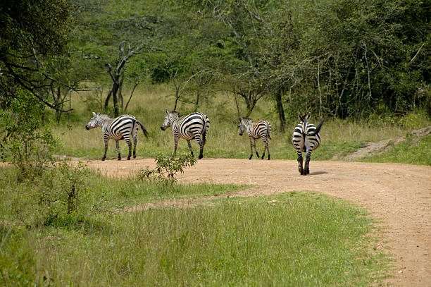 zebra in lake mburo national parc, uganda