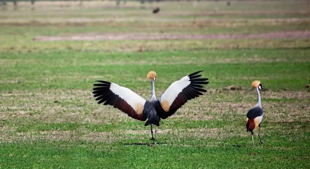 africa safaris birds