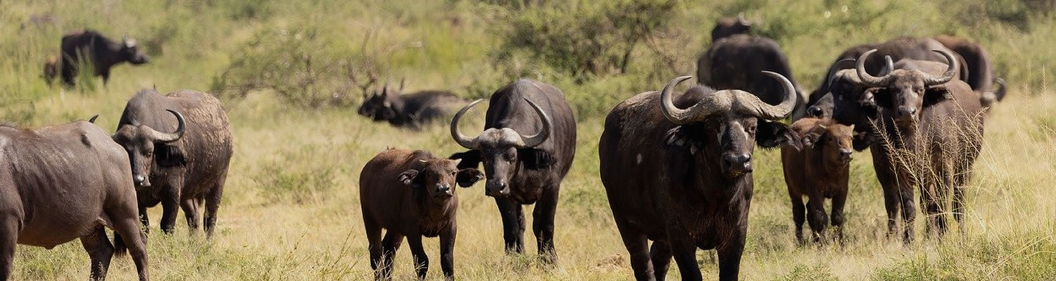 queen elizabeth nationalpark