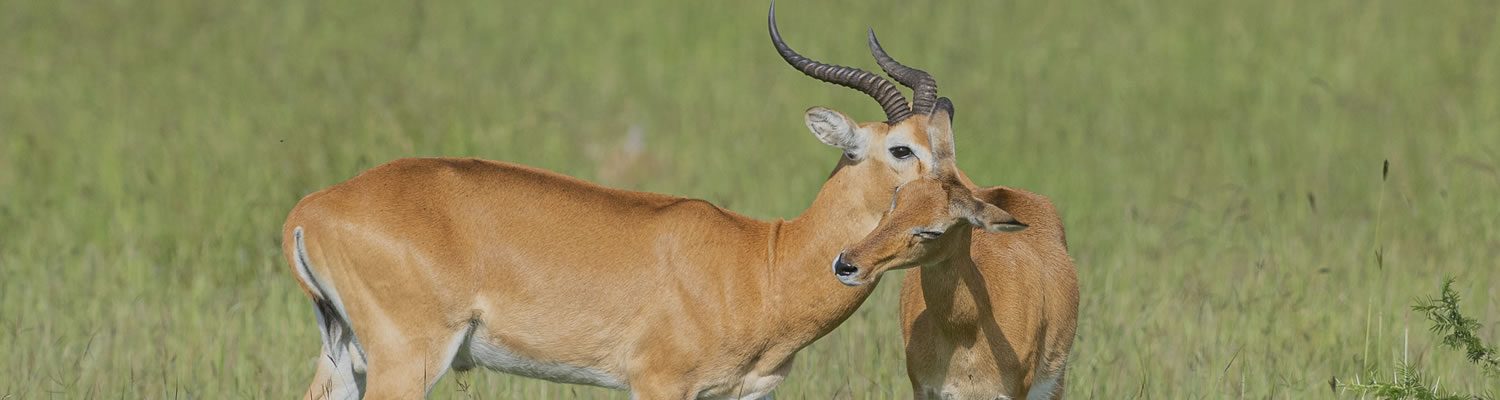 queen elizabeth nationalpark